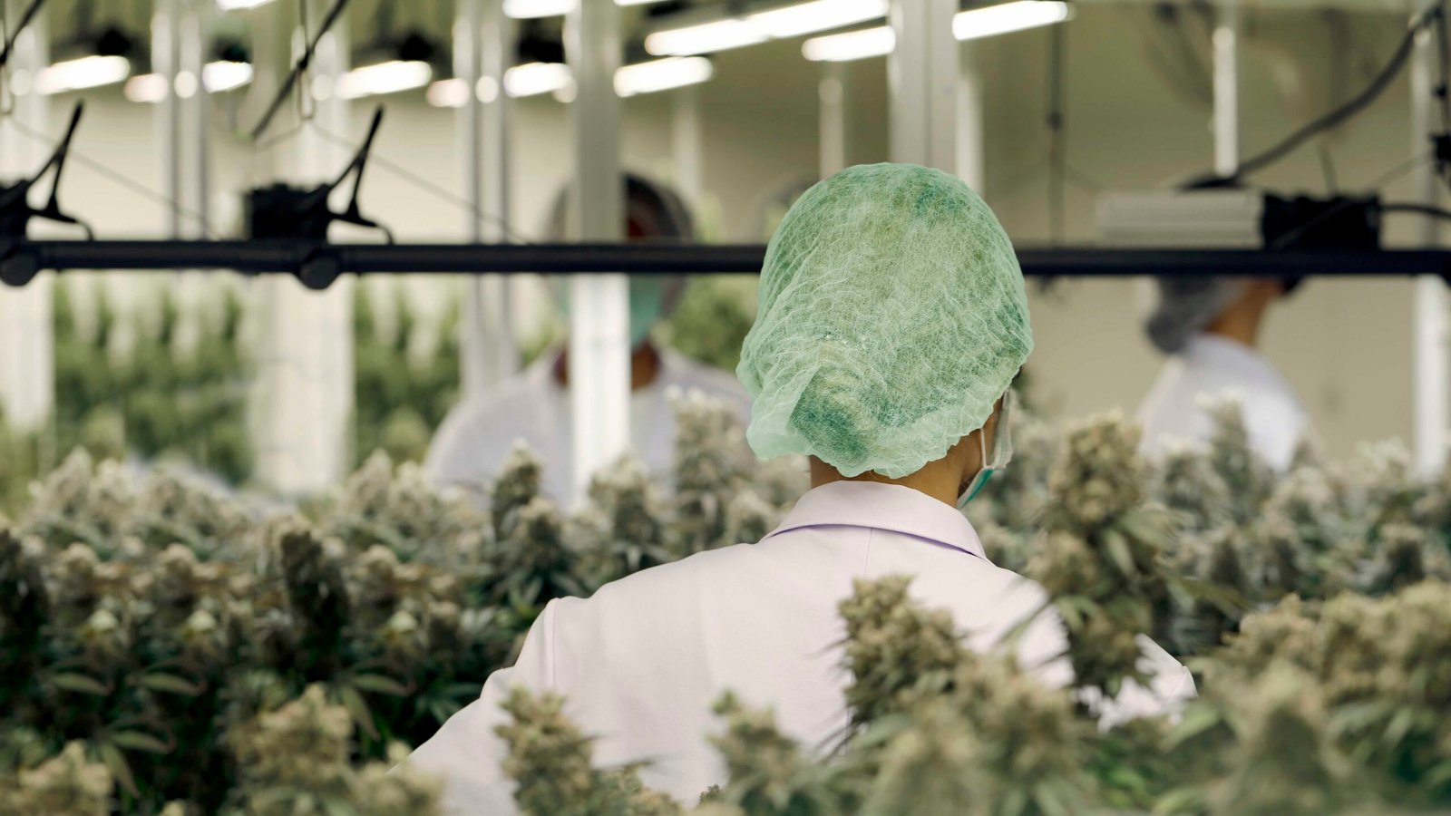 Top Compliance Mistakes Cannabis Operators Still Make in 2025